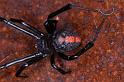 Latrodectus_hasselti_D3461_Z_84_Karinji NP_Australie